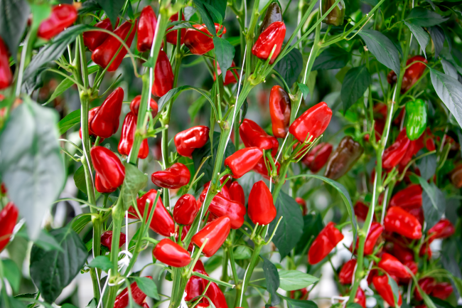 PE Fresno chili red 01